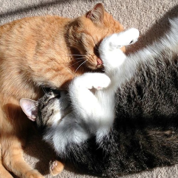 Bookmark My Closet! - Picture 3 of 4